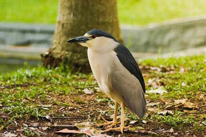 Black-crowned Night-Heron